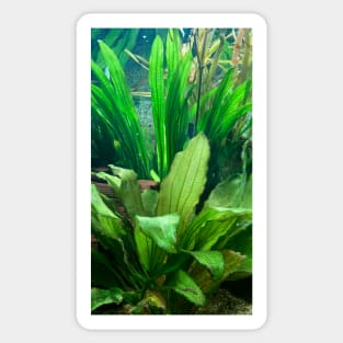 green leaves Sticker